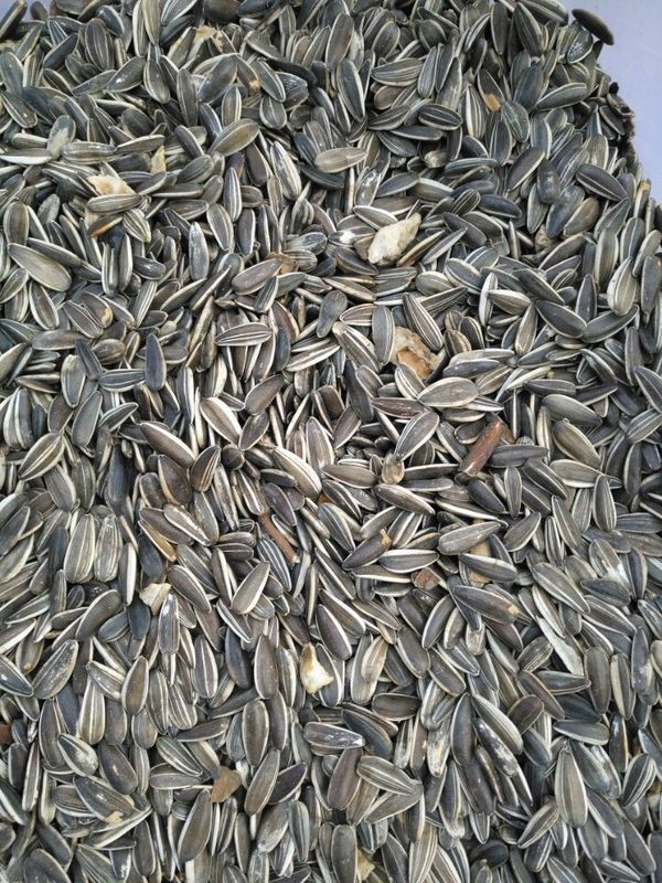 Wenyao Sunflower Seed Color Sorter mit der hohen Kapazität