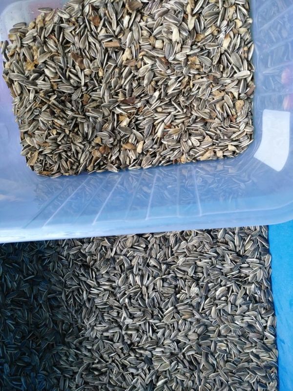 Wenyao Sunflower Seed Color Sorter mit der hohen Kapazität