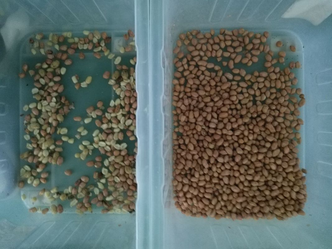 10 Rutschen Wenyao Color Sorter, CD-Kamera-Erdnuss-sortierende Maschine