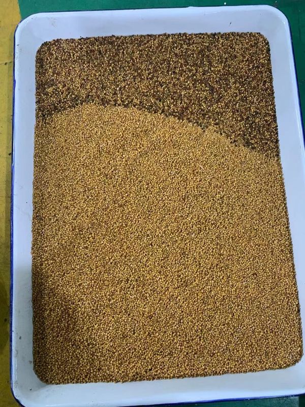 WENYAO Coleseed Colour Separation Machine, Rapssamen-CCD-Farbsortierer