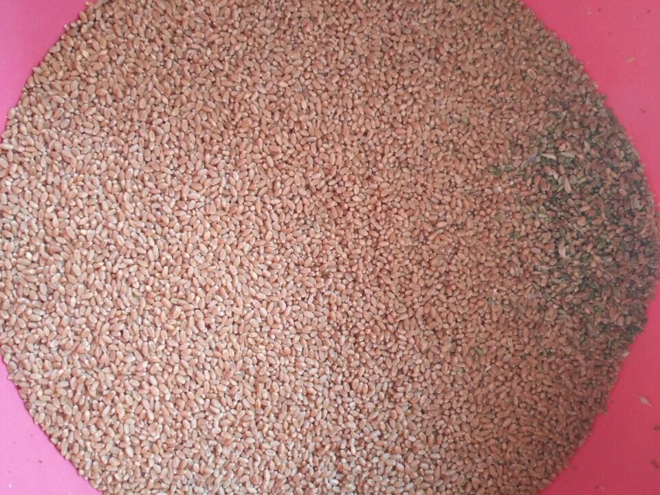Hoher Rutschweizen-Farbsortierer des Durchsatz-8, CCD-Weizen-sortierende Maschine