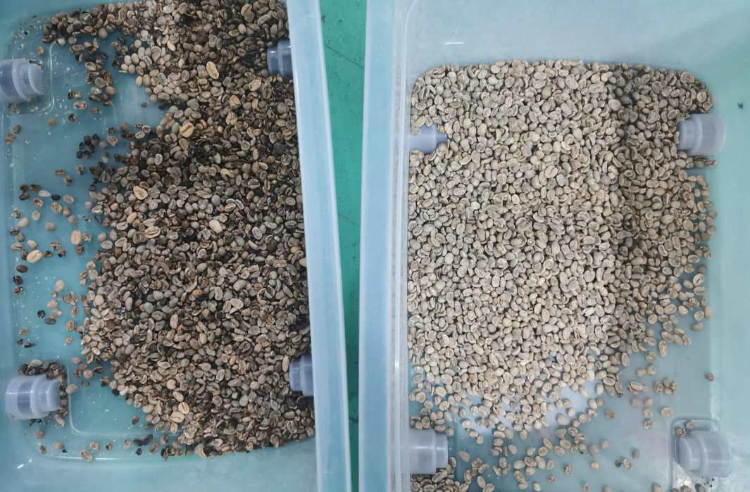 99,99 Genauigkeit Bohnen-Farbsortierer, purpurroter lederner Bean Color Separator