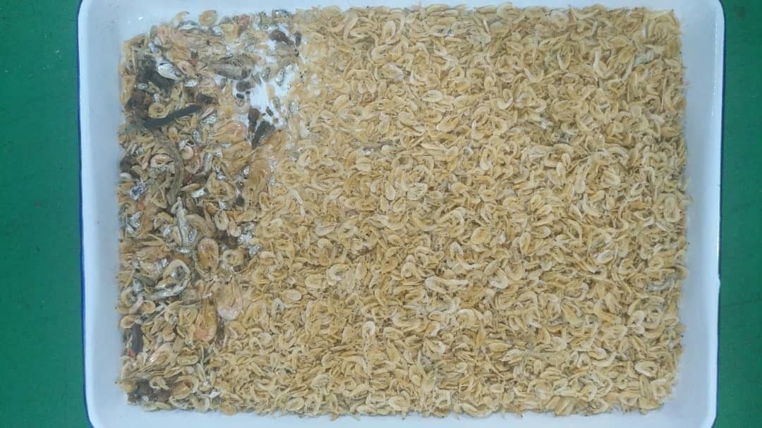 Trockenfisch-Meeresfrüchte-Farbsortierer mit Wifi-Fernbedienung