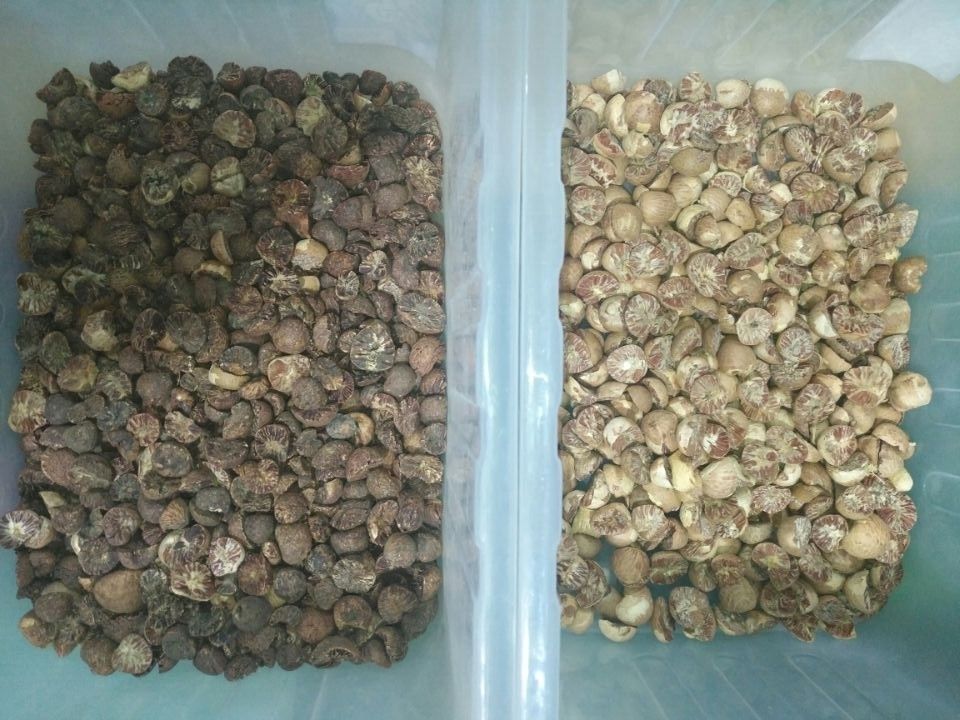 128 Kanäle Mini Nuts Sorting Machine, anerkannter Mandelsortierer des CERS