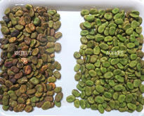 CER breite Fernbedienung Bean Color Sorter Machines WIFI mit Hochgeschwindigkeitskamera