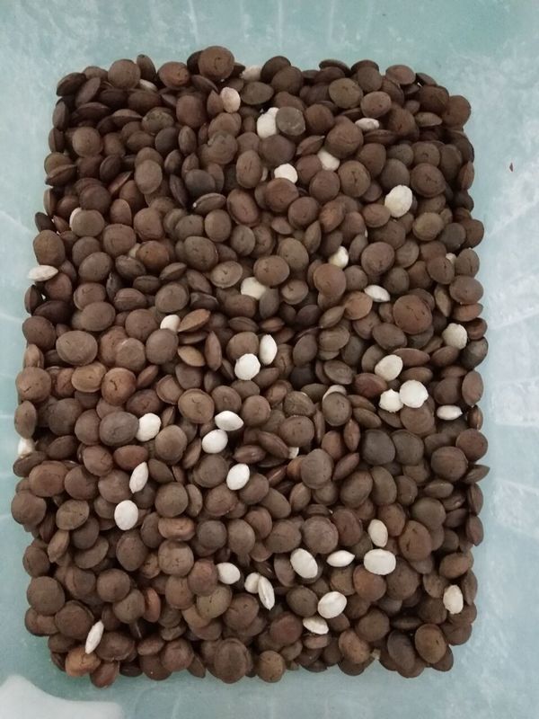 Sacha Inchi Color Sorter Advanced-Bildverarbeitungssystem der Rutsche7t/h 7