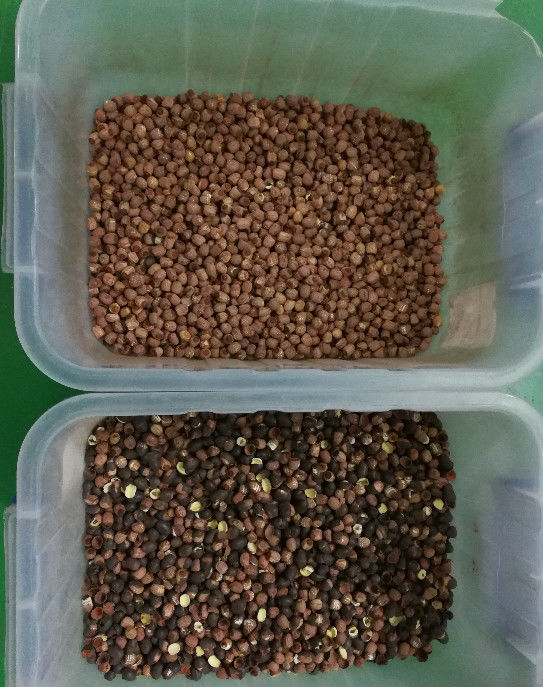 Langes Lebenszeit-Lotus Seeds Color Sorter With 5400Pixel CCD-Bild-Erwerbs-System