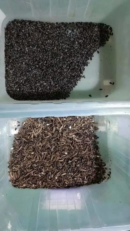 WENYAO Sunflower Seed Color Sorter, Verarbeitungsanlage-Maschinerie des Samen-7T/h