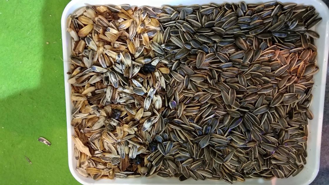 WENYAO Sunflower Seed Color Sorter, Verarbeitungsanlage-Maschinerie des Samen-7T/h