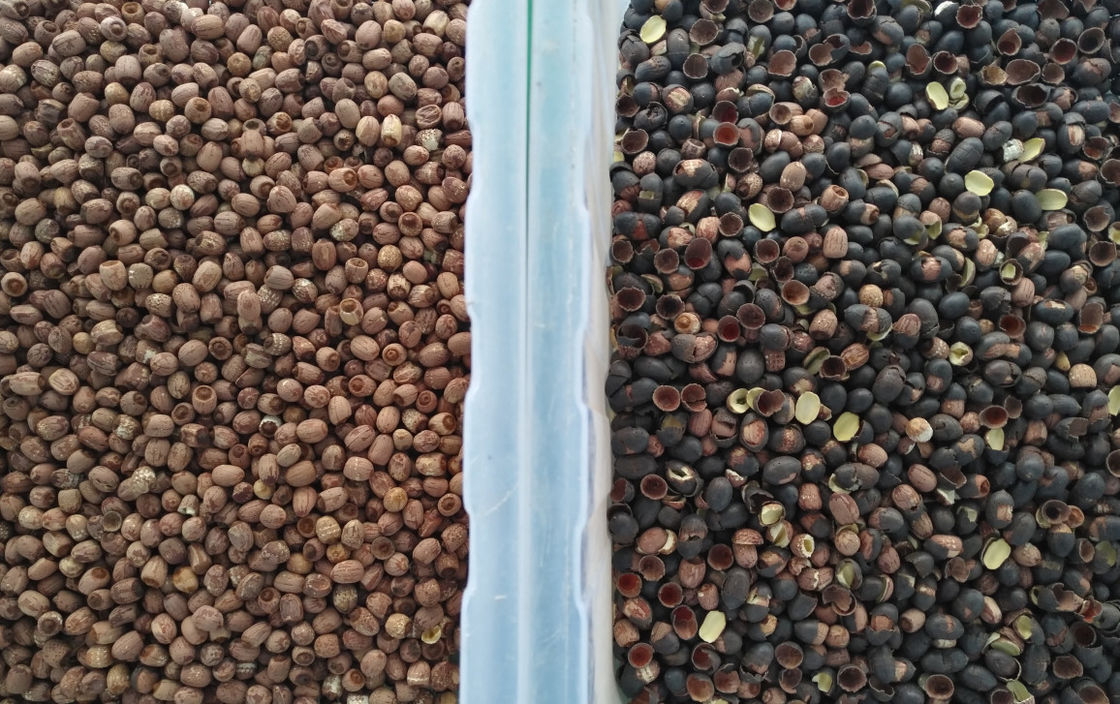 Edelstahl-Trichter hohe Kapazitäts-Lotus Seed Color Sorters 304
