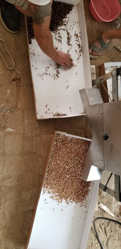 Multifunktionssortierer 220V 50HZ farb, gelber Mehlworm-sortierende Maschine