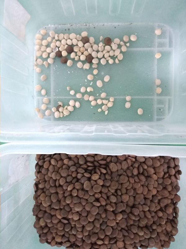 4T/H Sacha Inchi Bean Sorting Machine mit hoher sortierender Genauigkeit