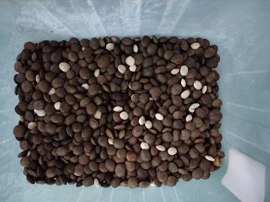 4T/H Sacha Inchi Bean Sorting Machine mit hoher sortierender Genauigkeit