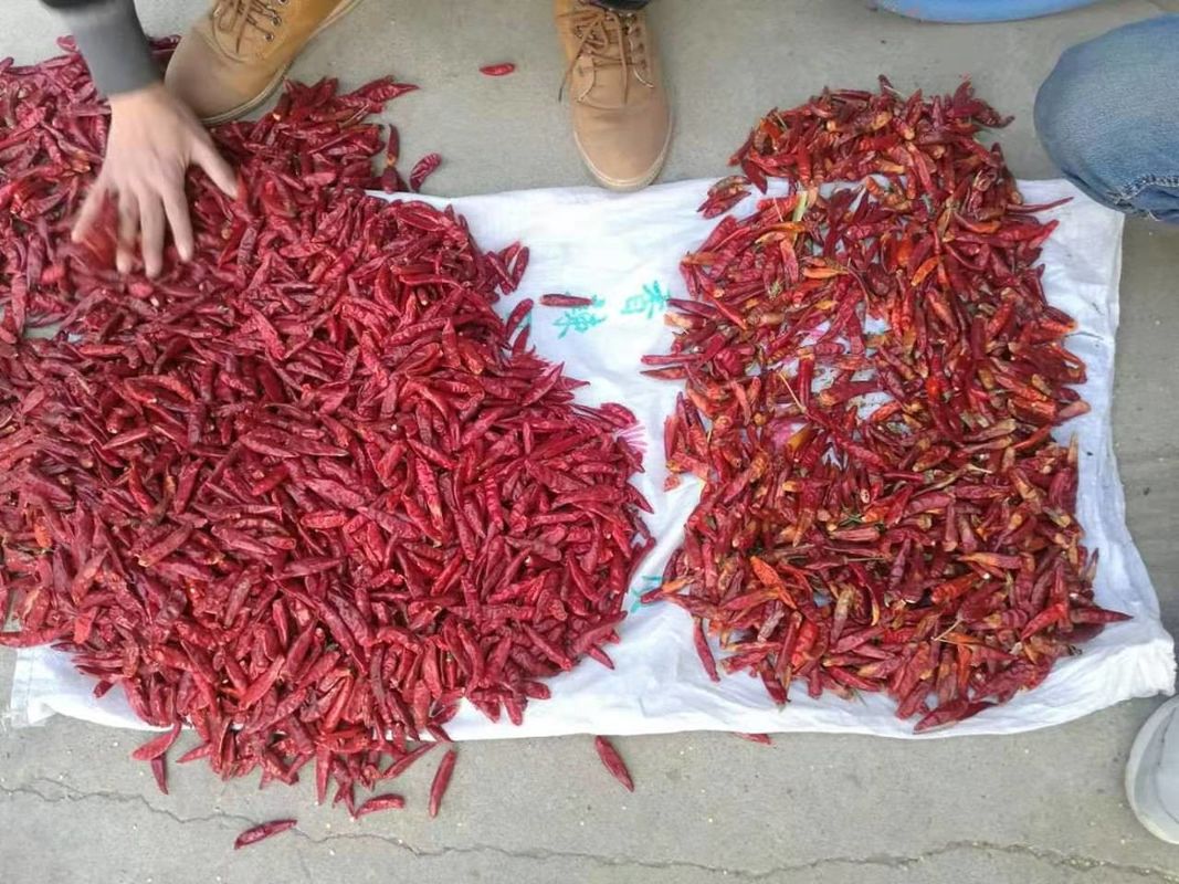 WENYAO Edelstahl 304 Lebensmittel Chili Sorten Trennung Chili Qualitätskontrolle Farbsorter für die Red Chili Sortierung