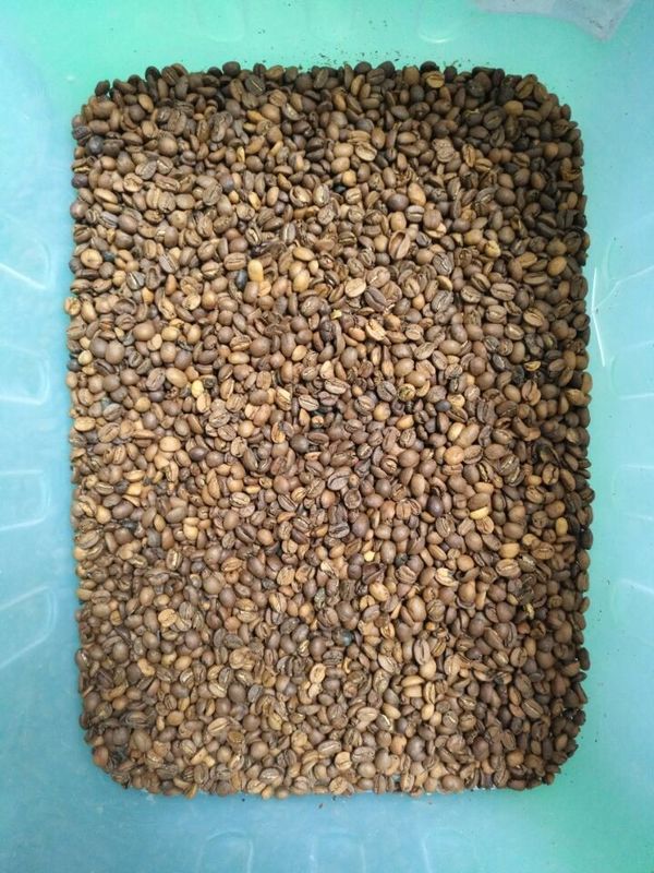 WENYAO Beans Sorting Machine, Linsen-Kaffee-Farbsortierer ISO9001