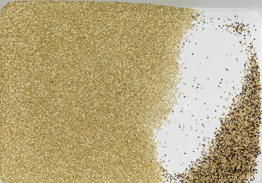Mini-CCD-Farbsortierer Macine für Sojabohnen-Mais-Korn-Kakao Bean Coffee