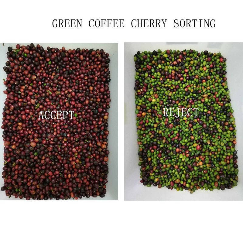 Rutschkaffee-Bean Color Sorter Wifi Remote-Steuerung Wenyao 4