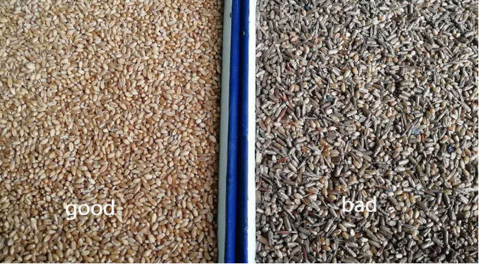 Wenyao 2 transportiert Weizen-Korn-Farbsortierer mit 5340 Pixel CCD auf einer Rutschbahn