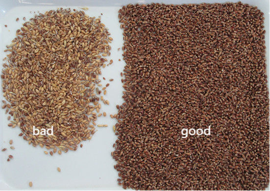 Intelligenter Buchweizen-Farbsorter Weizen Hafer Quinoa Trennmaschine 3 Schuppen 6 Kameras