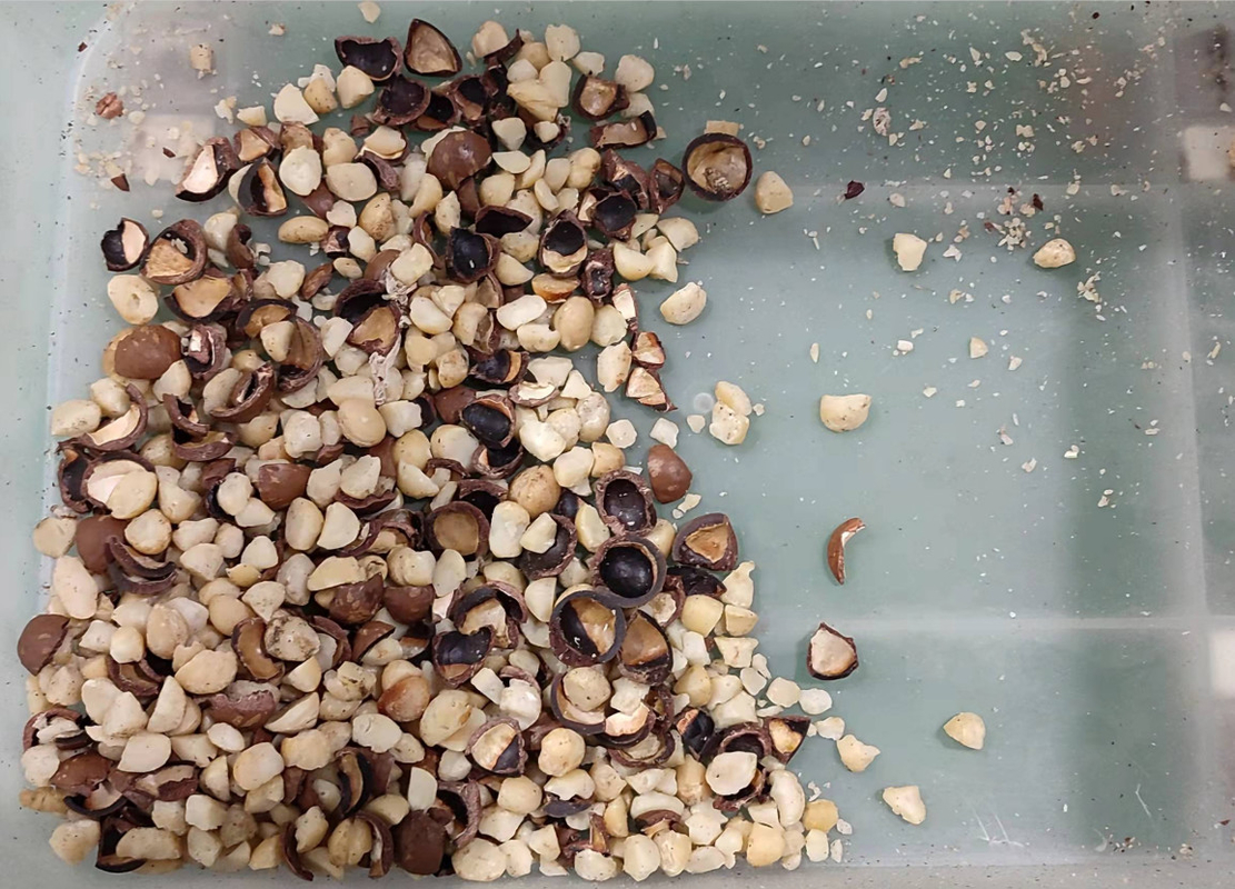 Macadamia-Nuss-Farbsortierer-Maschine für Shell Kernel