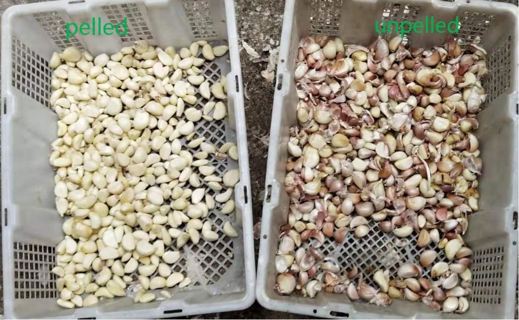 CCD Intelligenter Gürtel Farbsorter für geschälteten Knoblauch