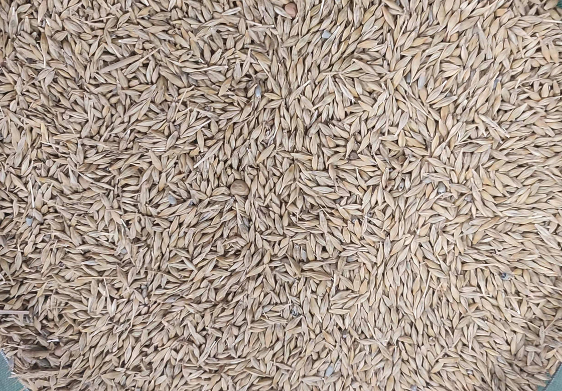 WENYAO High Precision Wheat Corn-Korn-Sortierer-Maschine mit der Spitzenkapazität