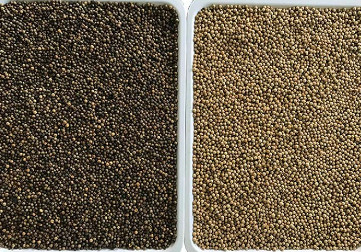 Multifunktionsmaschine zur Sortierung der Farben von grünem frischem Pfeffer Weißem schwarzem Pfeffer Cashew 320 Kanäle