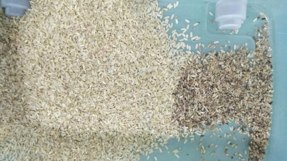 Kanäle CCDs Mini Brown Rice Color Sorting Maschinen-32