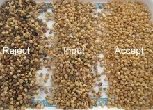 Sojabohnen-Farbsortierende Maschinen-Soja-Bean Color Sorters 99,90% RGB-CCDs 6 Rutschgenauigkeit