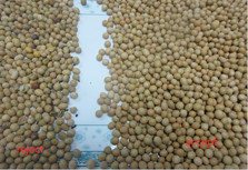 Sojabohnen-Farbsortierende Maschinen-Soja-Bean Color Sorters 99,90% RGB-CCDs 6 Rutschgenauigkeit