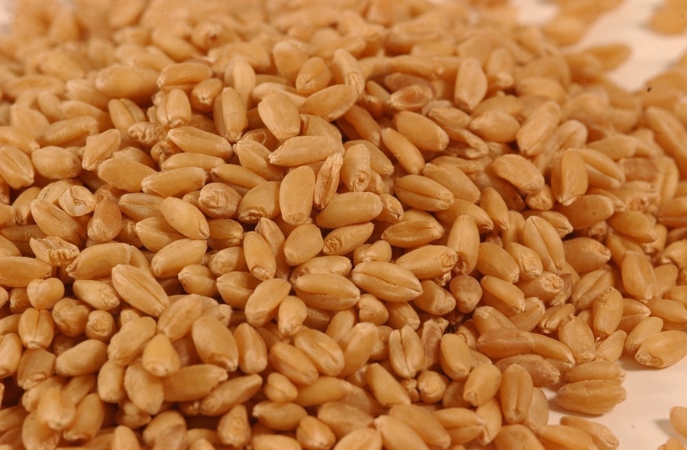 Wenyao Farm Machines 4 erhöht optischen Sortierer-Lieferanten-Weizen-Farbsortierer