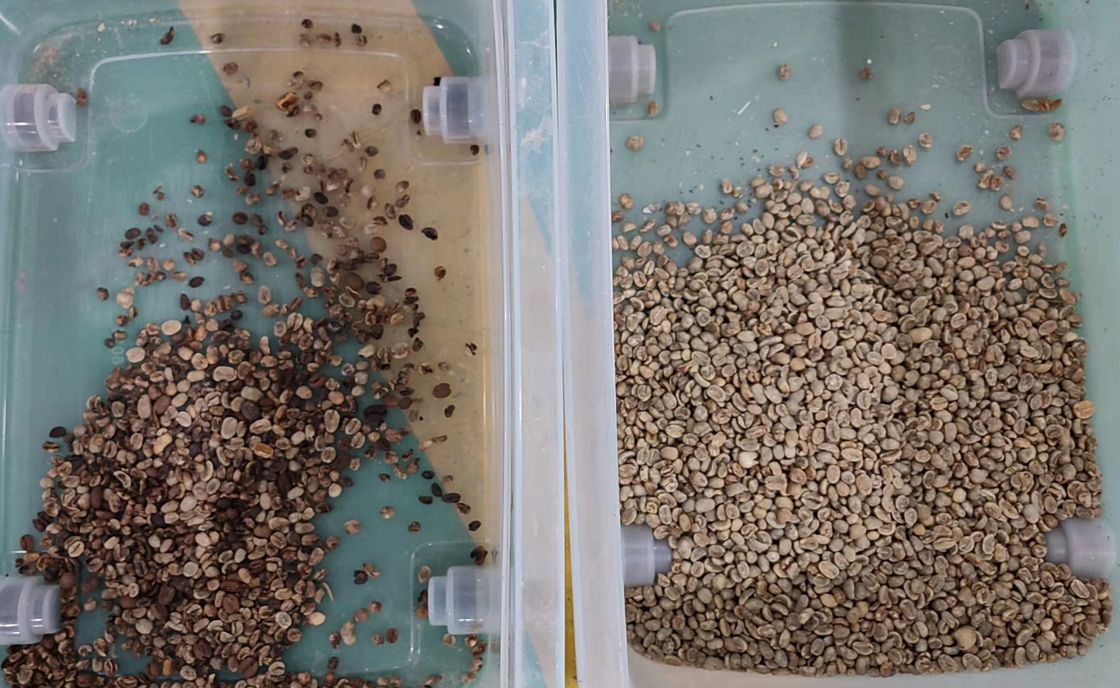 Mini-CCD-Grün/Röstkaffee-Bean Color Sorter With-CD-Kamera