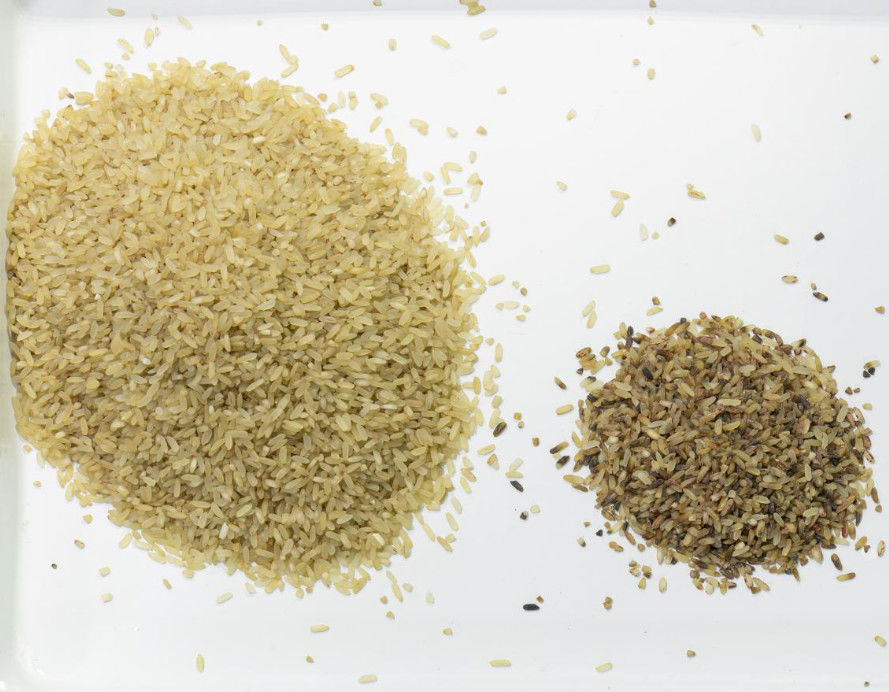 Reis-Farbsortierer-Farbe Wenyao CCDs Carame optische, die schwarze Reis-Farbsortierer-Maschine sortiert