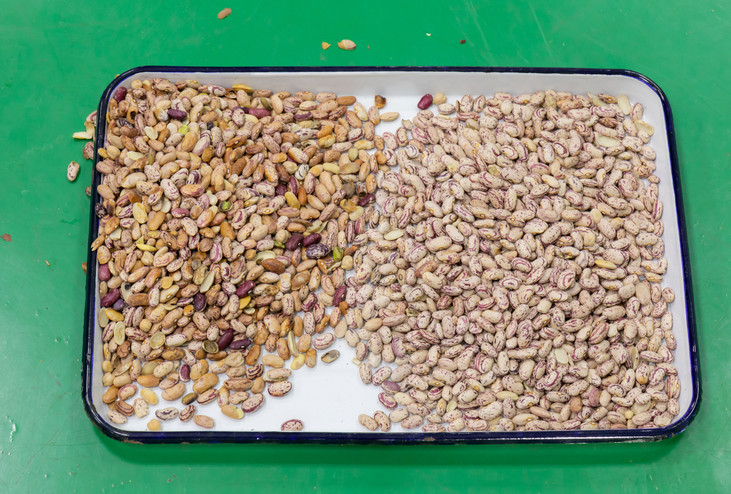 Optische Rutschen RGB-CCD-Nieren-Bean Mung Bean Sorting Machines 1