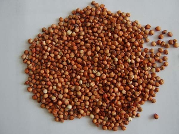 intelligente vollautomatische chinesische Farbsortierer-Maschine des Sorghum-7Chute 70 Tonnen pro Tag
