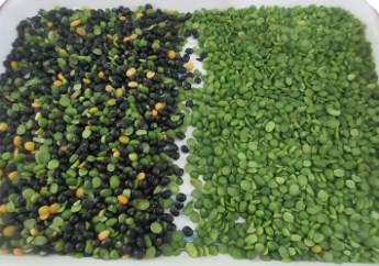 Wenyao Landwirtschaftliche Pflanzenverarbeitungsmaschinen Optischer Farbsorter für Linsen Farbtrennung 4