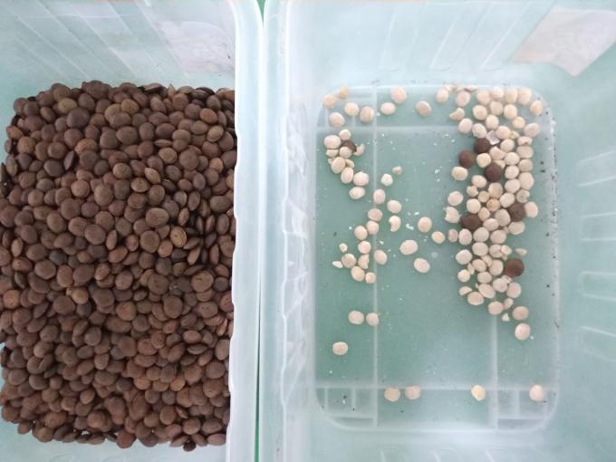 2025 Warmverkauf Fabrikpreis CCD Nussfarbsorter Macadamia-Nuss-Trennungsanlage mit CE 4