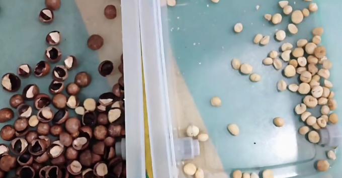 KI-Lernen Intelligente Gürtel-Stil Erdnuss Haselnuss Pistaziennüsse Farbsorter Maschine 14