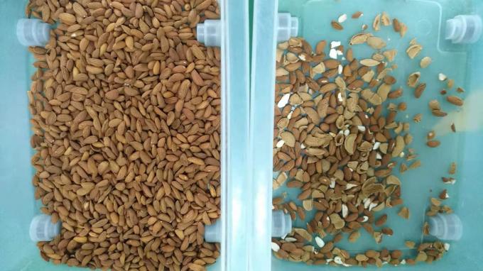 Intelligente 6 Chute Cashew-Nuss Farbsortiermaschine mit Toshiba CCD-Sensor und RGB-Kamera 9