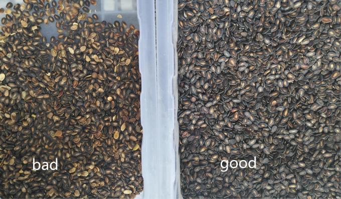 Wenyao Neues optisches CE-Zertifikat Kürbissamen Wassermelone Samen Farbsortiermaschine 12