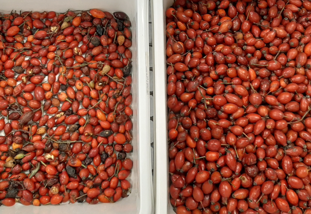 Wenyao 2025 Hot-Selling Saatgut Sortieren vollautomatische Chia Saatgut Leinsamen Farb Sortiermaschine 10