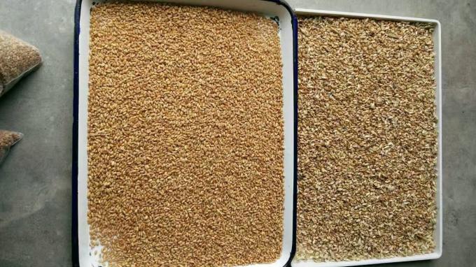 Wenyao 2025 Hot-Selling Saatgut Sortieren vollautomatische Chia Saatgut Leinsamen Farb Sortiermaschine 11