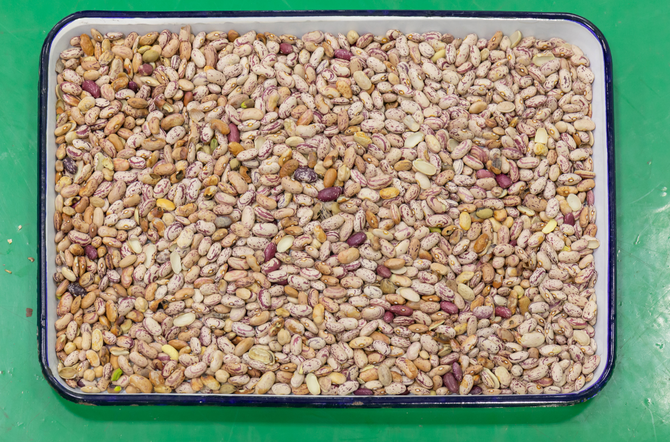 Wenyao Vollautomatischer 3-Schacht Sojabohnen-Breitbohnen-Farbsortierer 4