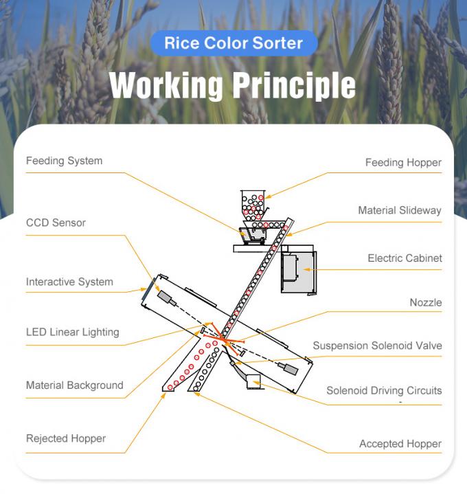 Benutzerfreundliche Bedienung von Wenyao KI-System Kompaktes Weizenfarbsorter f&uuml;r langlebige Leistung 5