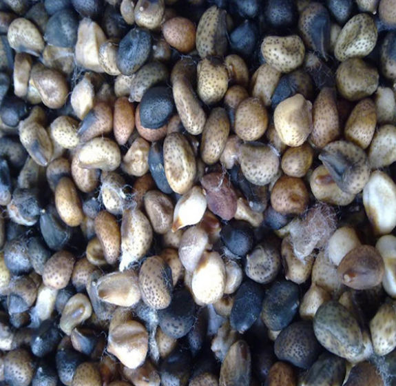 Wenyao Professionelle optische Sesam Farb Sortierer Baumwollkerne Farb Sortierer Sortiermaschine Preis 10