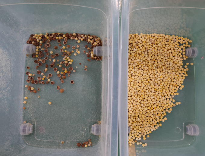 Pr&auml;zisions-CCD-Kamera Automatische Macadamia-Nuss-Farbsortiermaschine 12