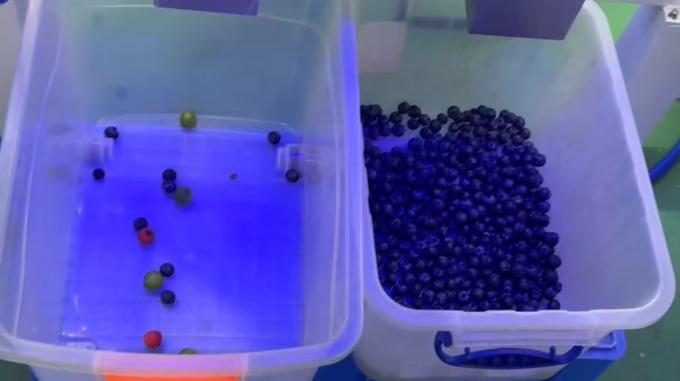 Wenyao Automatische Farbsortiermaschine für frische Blaubeeren und Wacholderbeeren 6