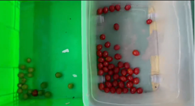 Wenyao Automatische Farbsortiermaschine für frische Blaubeeren und Wacholderbeeren 7