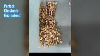 Kastanienfarbsortierer für Nüsse